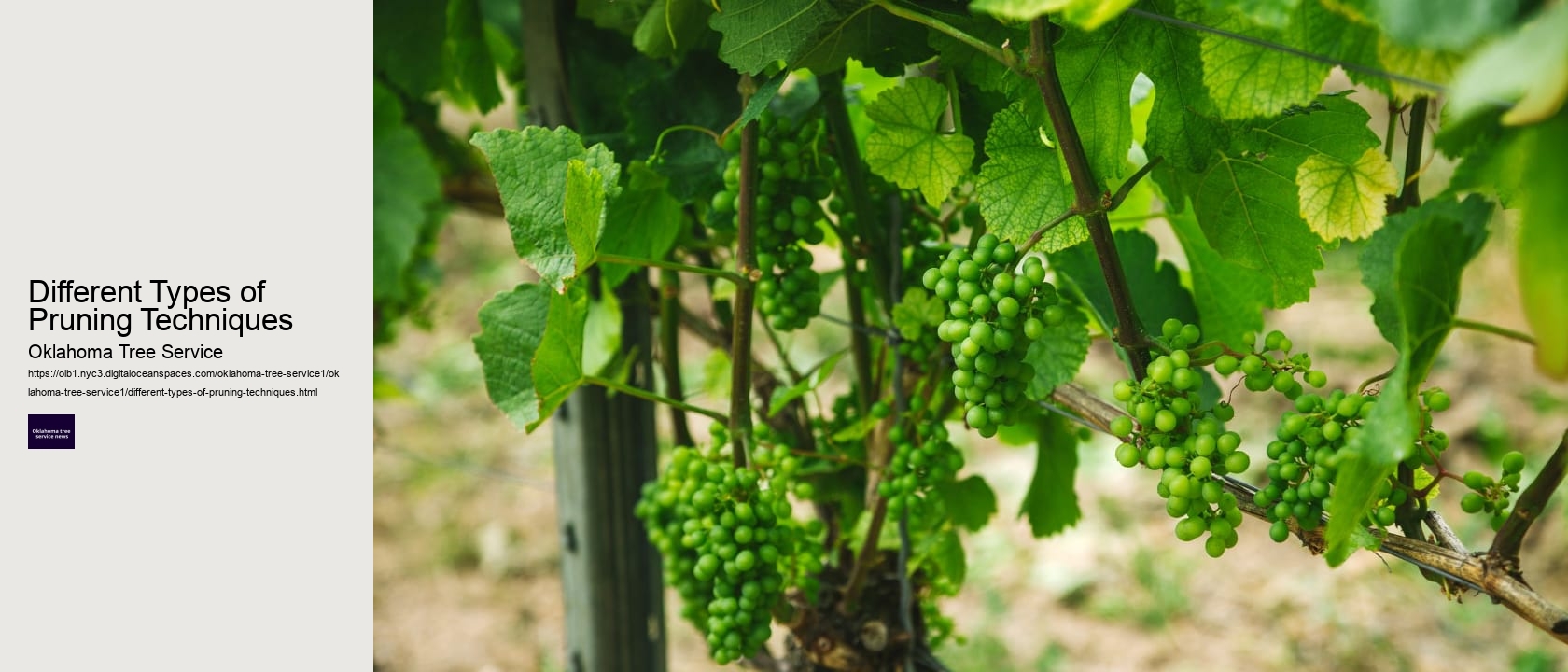 Different Types of Pruning Techniques 