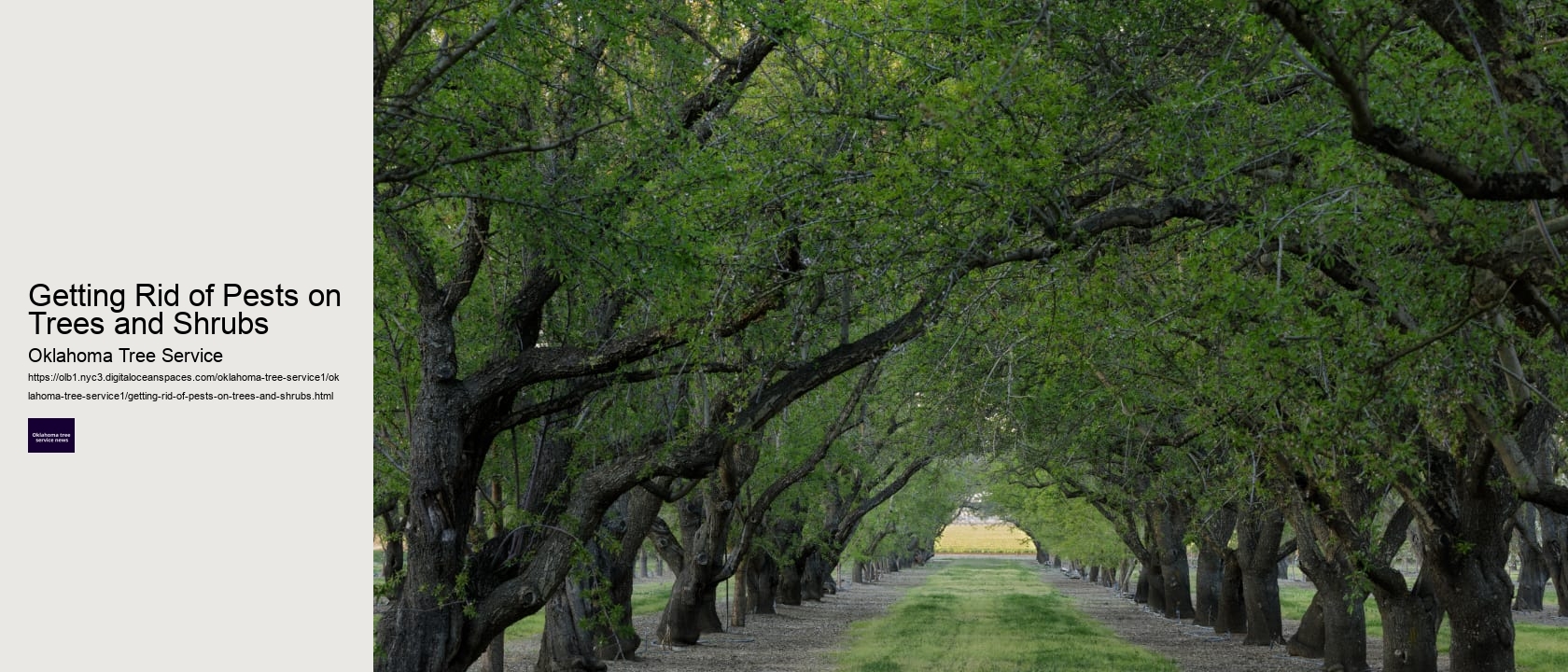 Getting Rid of Pests on Trees and Shrubs