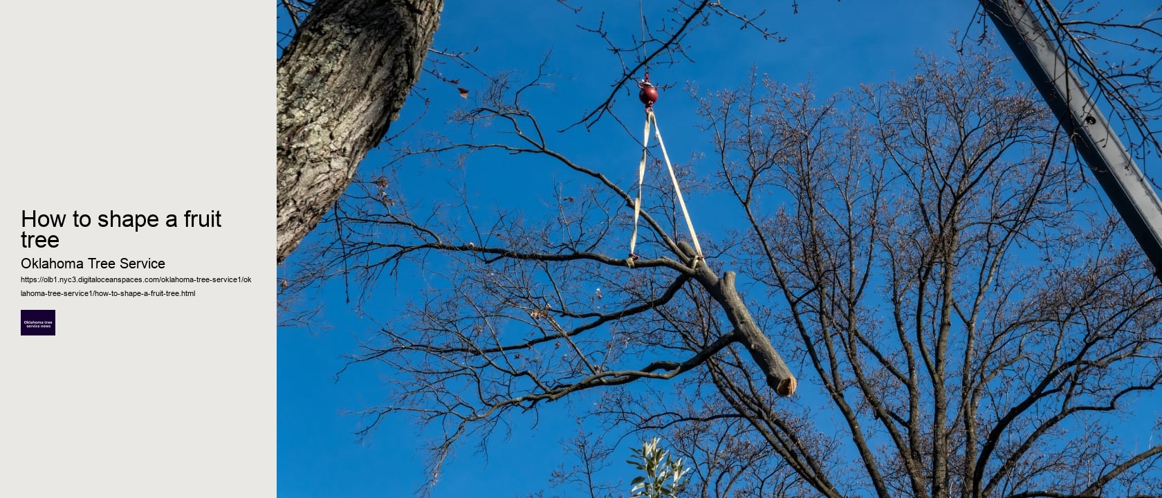 How to shape a fruit tree