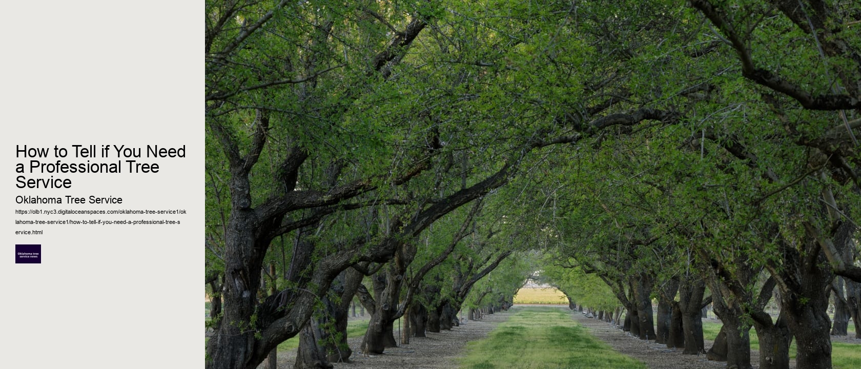 How to Tell if You Need a Professional Tree Service 