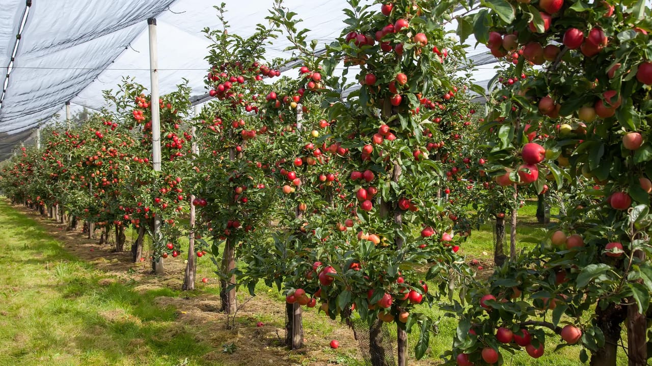 Prune fruit tree