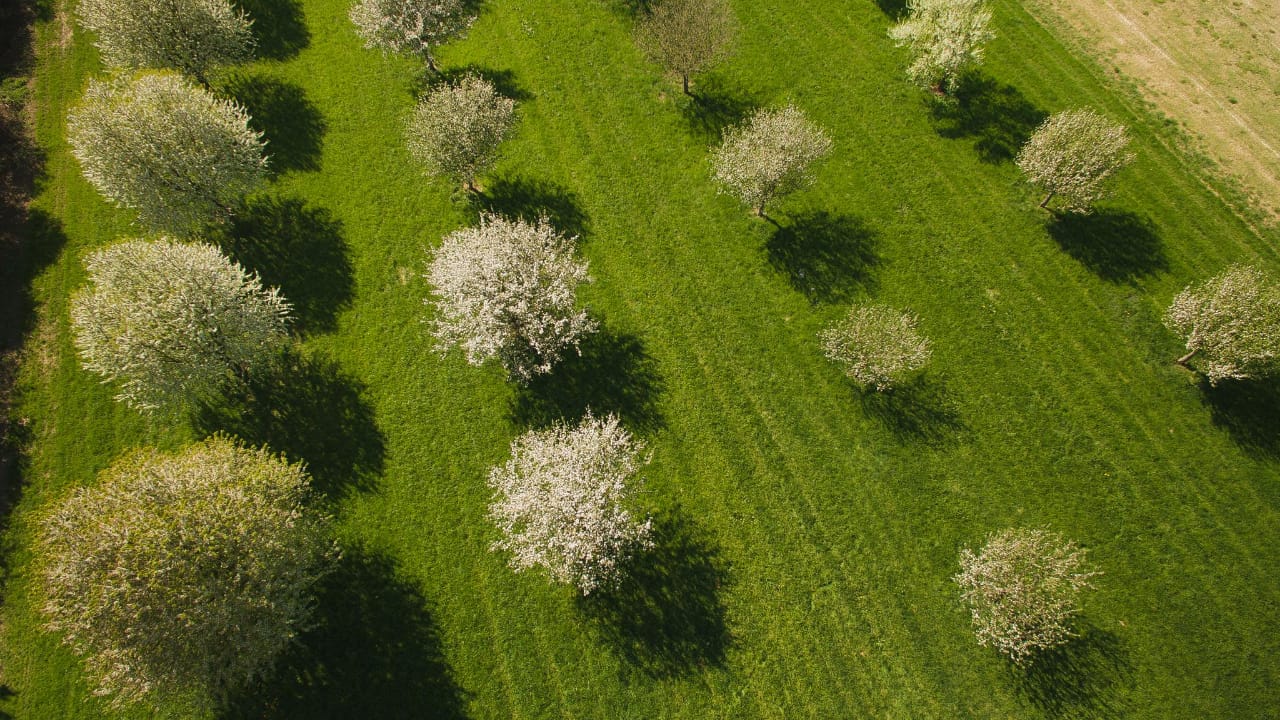 Arboriculture Firm