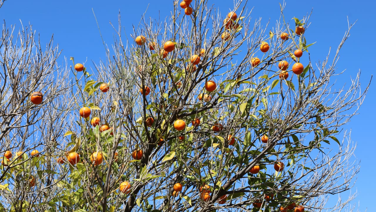 Fruits