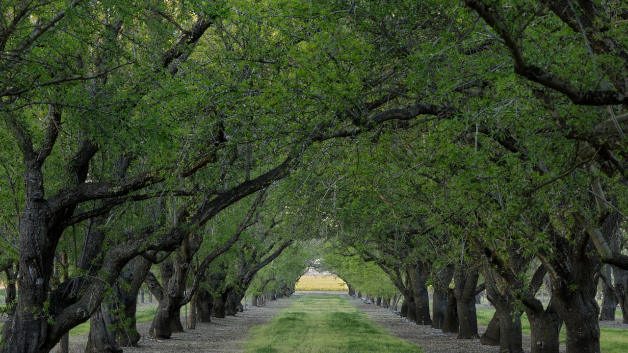 Prune fruit tree