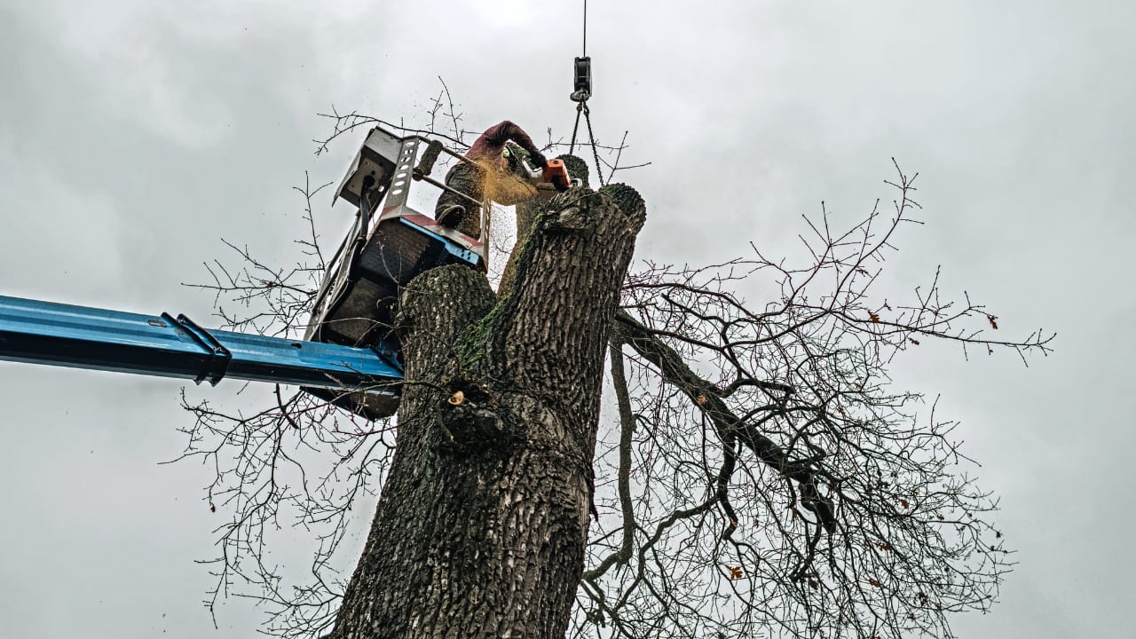 Pruning pear trees