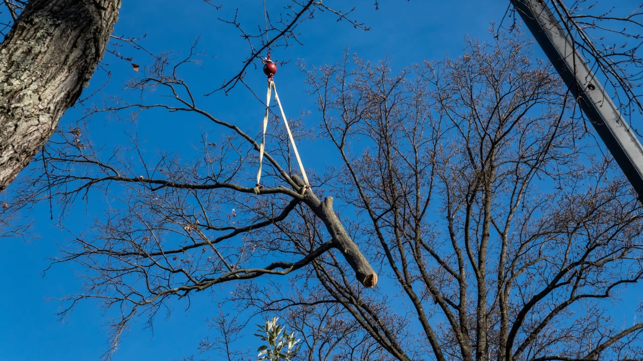 How to Choose the Right Tree Service Provider 