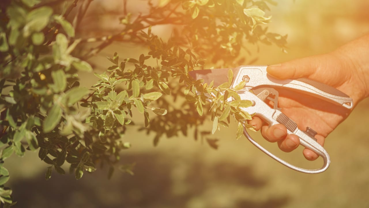 Pruning pear trees