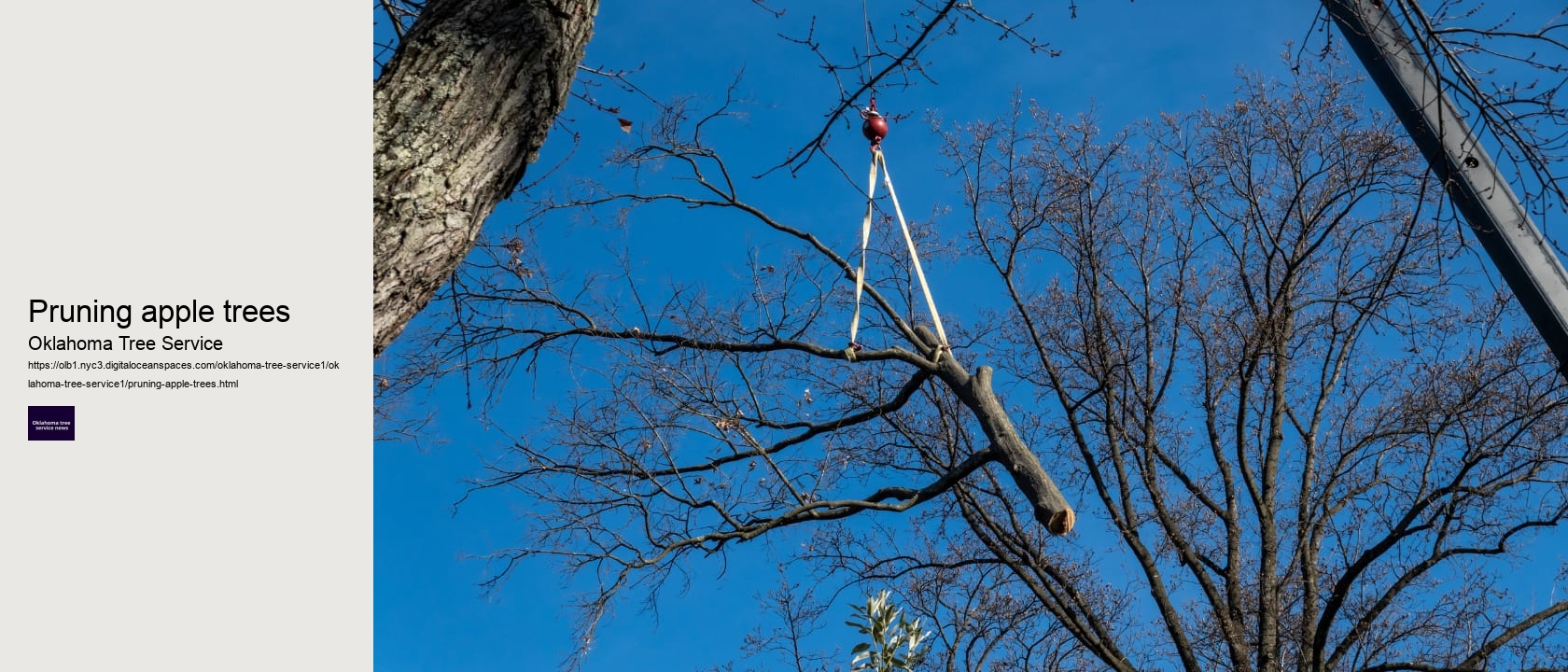 Pruning apple trees