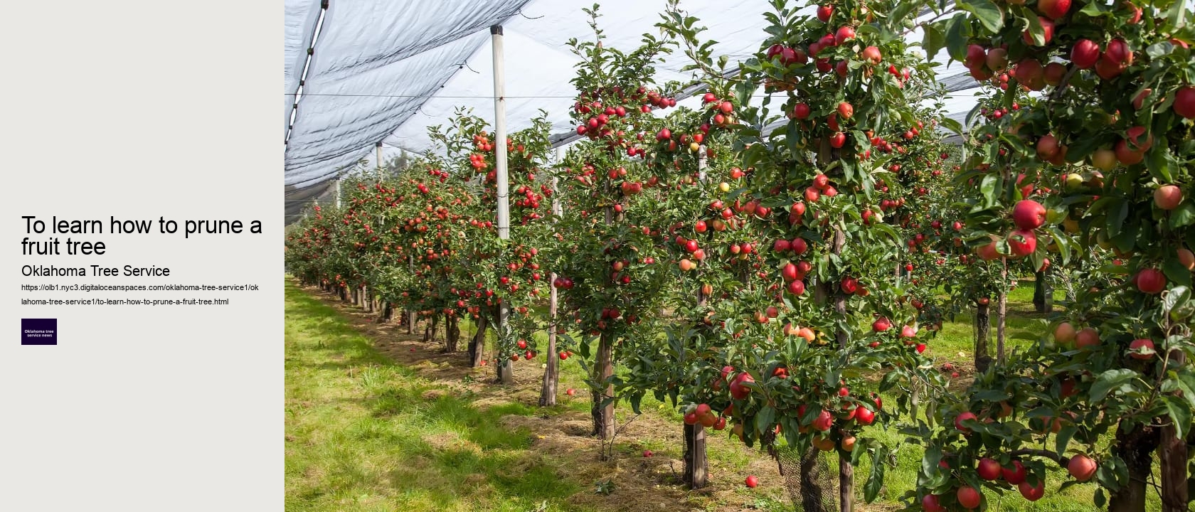 To learn how to prune a fruit tree