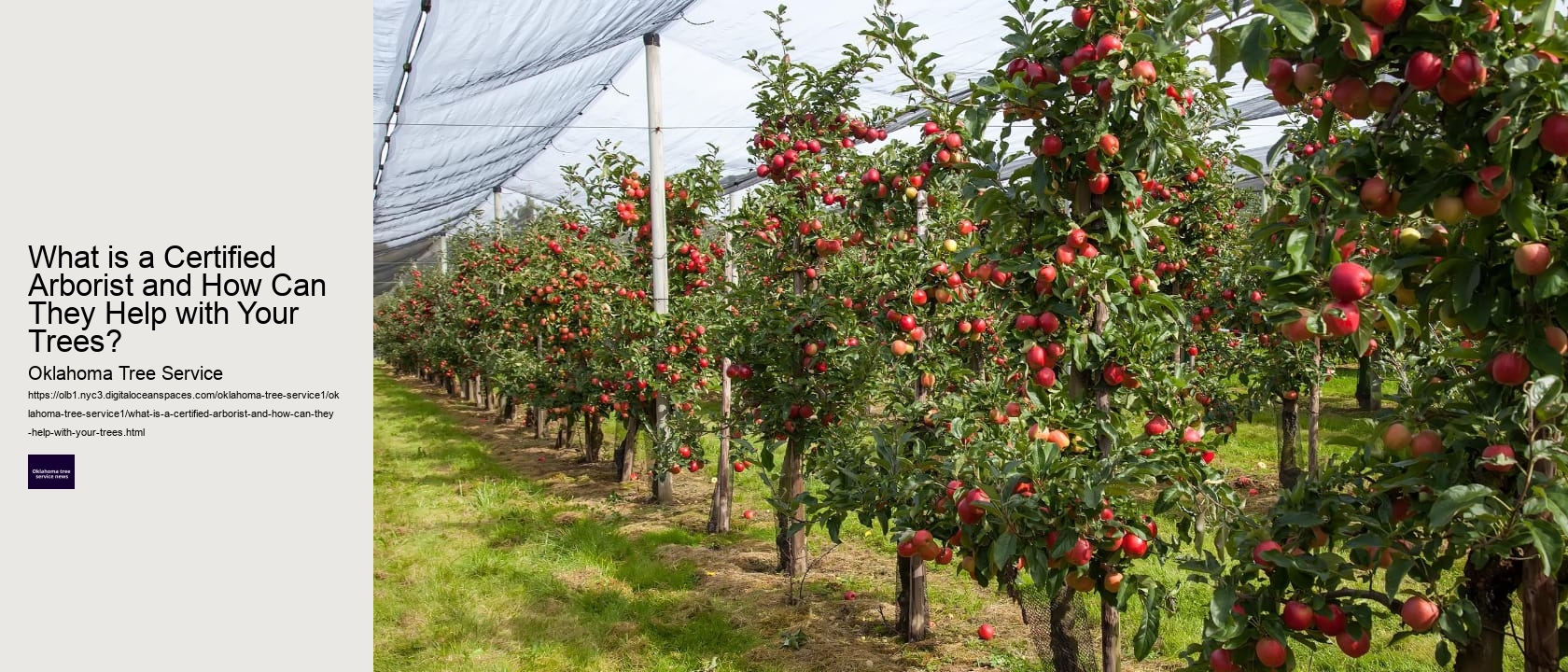 What is a Certified Arborist and How Can They Help with Your Trees? 