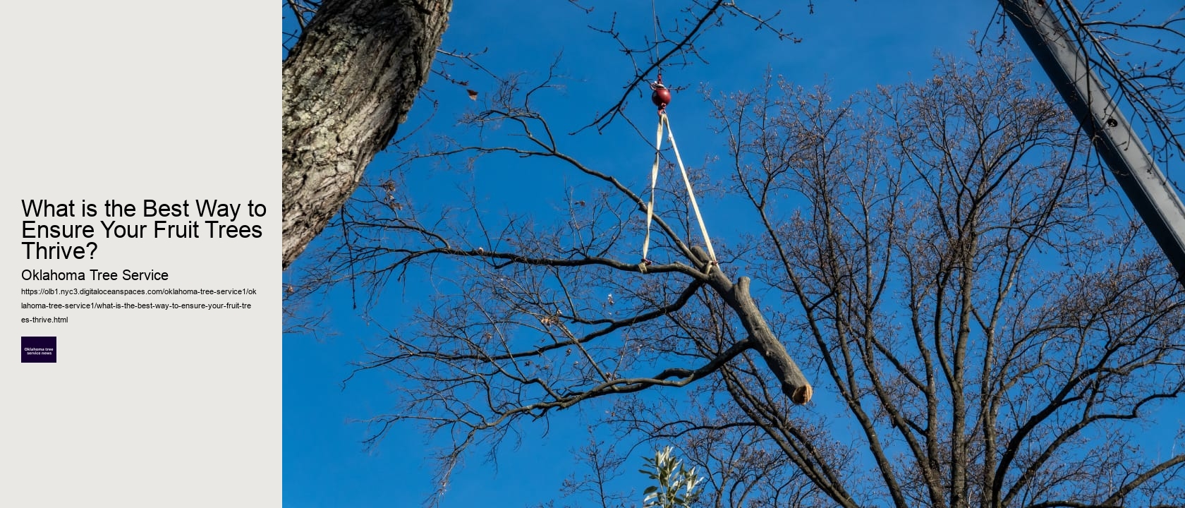 What is the Best Way to Ensure Your Fruit Trees Thrive? 