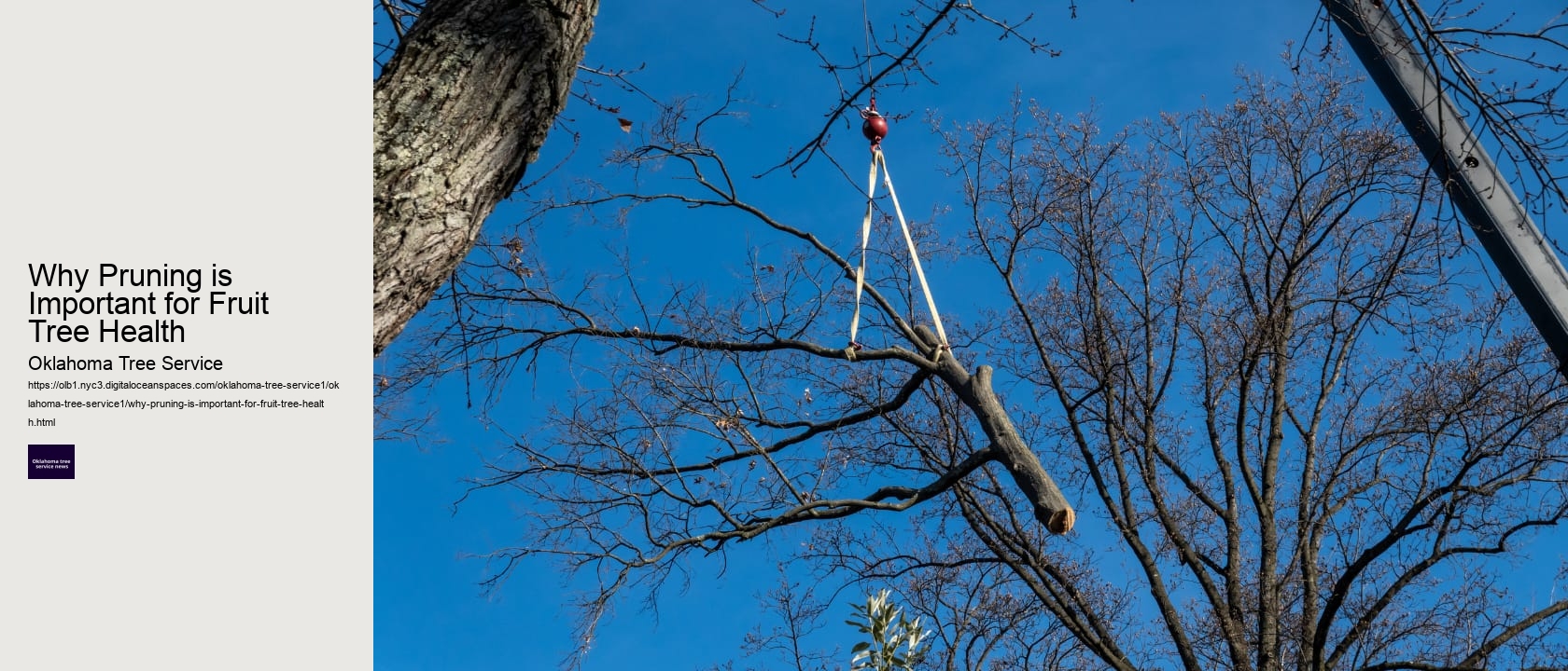 Why Pruning is Important for Fruit Tree Health 